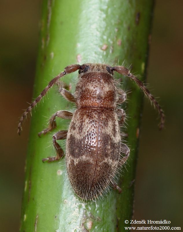 , Parmena pubescens, Cerambycidae (Brouci, Coleoptera)
